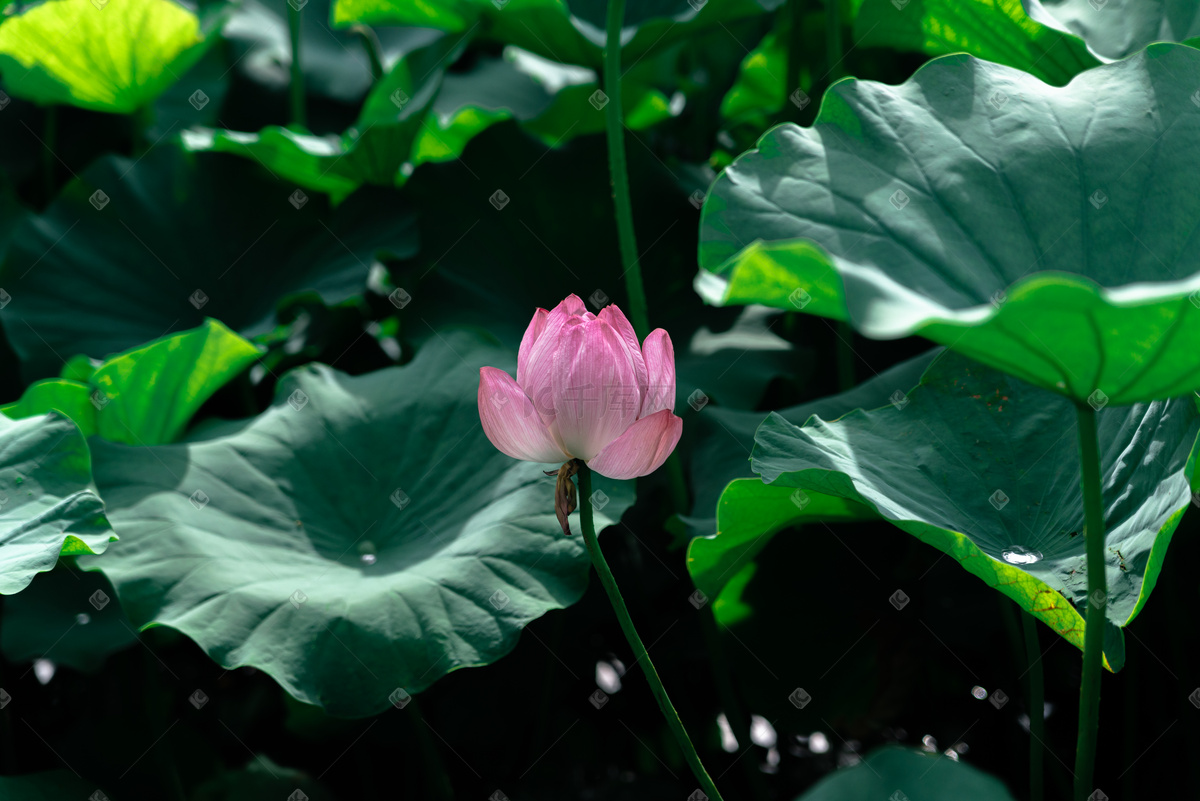 夏日荷花有多美,夏日的荷花有多美