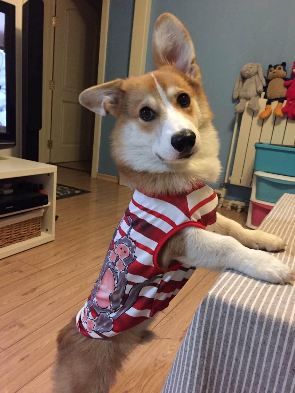 这6种狗狗别养，谁养谁崩溃，别不信