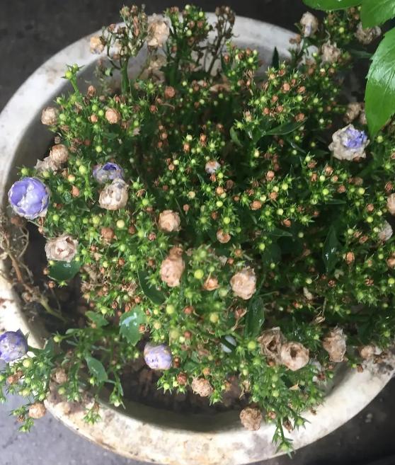 丹麦风铃花枯萎了怎么办养护技巧,丹麦风铃很多花苞不开花怎么处理