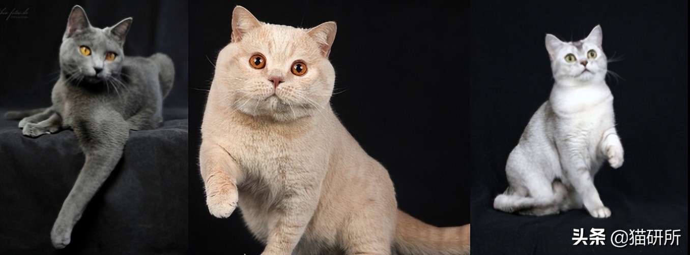 什么猫咪和英短合得来,猫咪长毛英短怎么区分公母