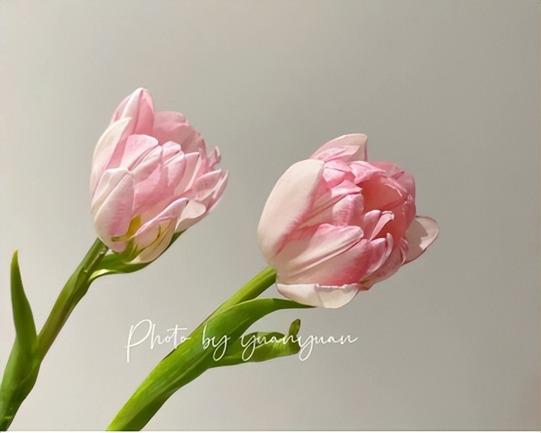 最近鲜花批发市场在哪里啊,鲜花市场买鲜花买哪些最好