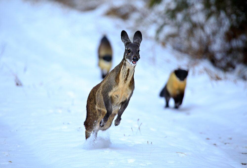 黄喉貂重庆,黄喉貂捕食猴子猴子为什么不跑