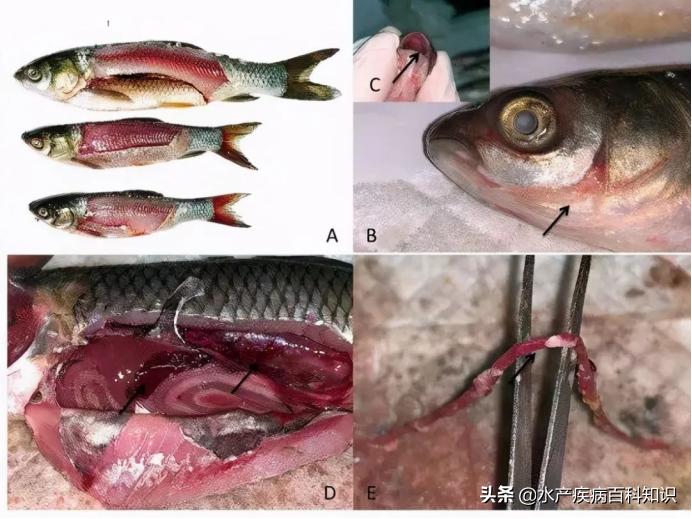 草鱼苗为何会全身发黑然后死亡,草鱼头部瘀血死亡