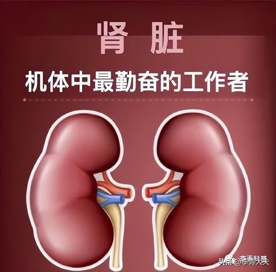 世界杯肾脏,世界杯和养生