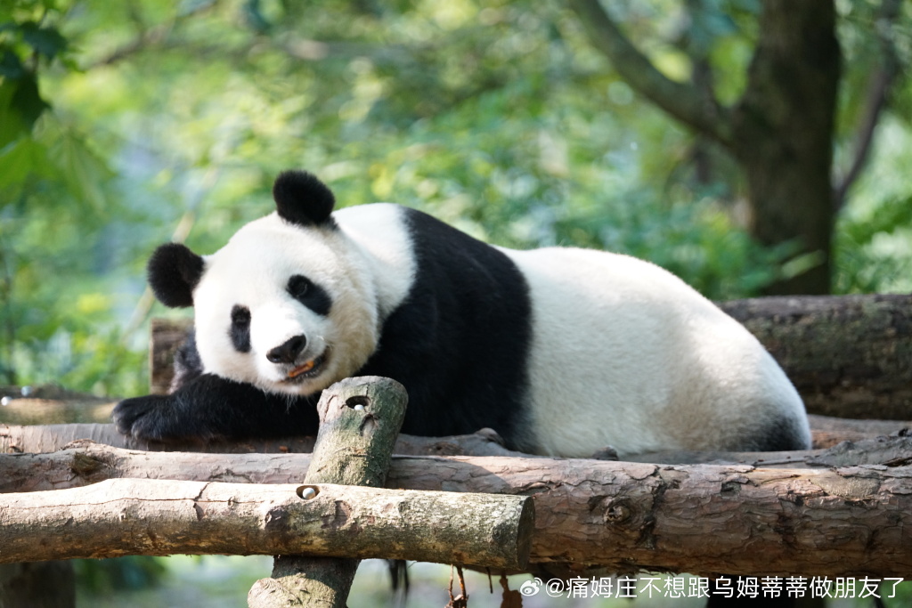 不高的高高和他不白的老婆白云——91年出生的童颜女神大熊猫白云