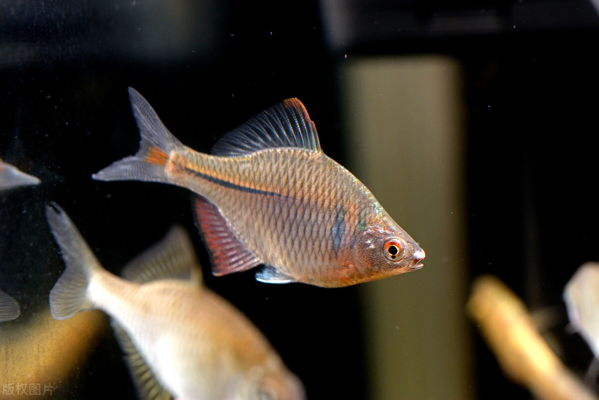 农村常见的“屎光皮”，为何说它是一种“借腹生子”的鱼？