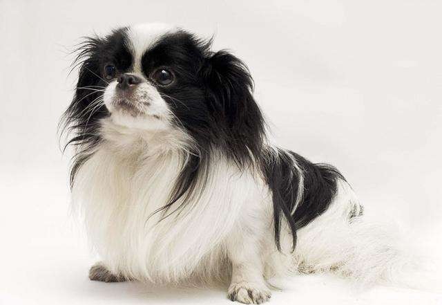 世界上最小的犬种排名,世界上最小的犬种是什么