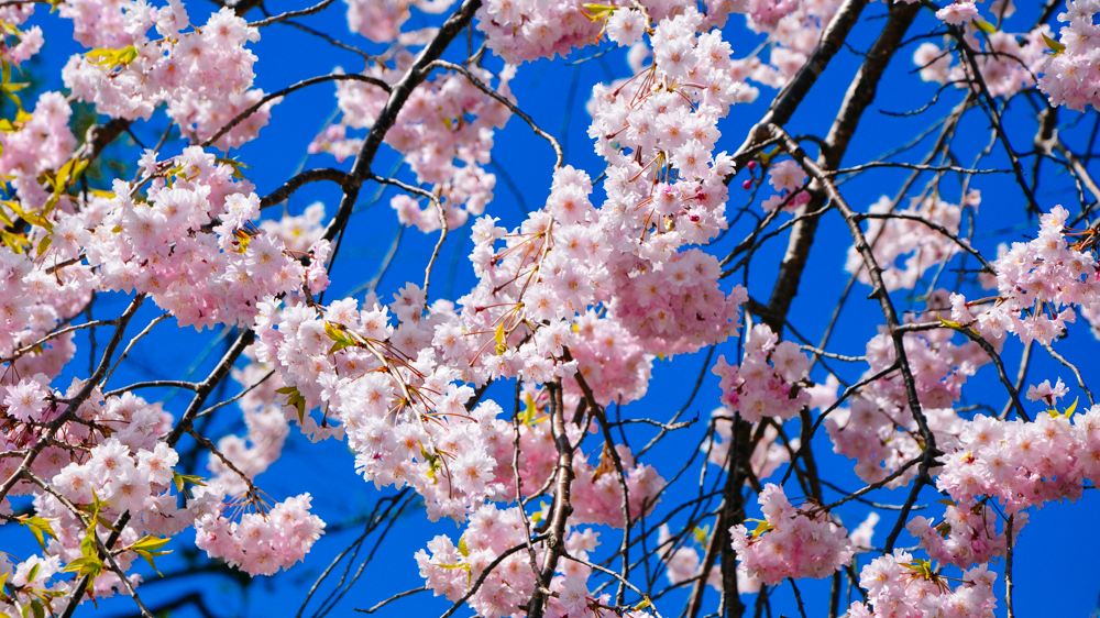 枝头烂漫，堆云叠雪，万顷开无际——樱花，岁岁花开树树春