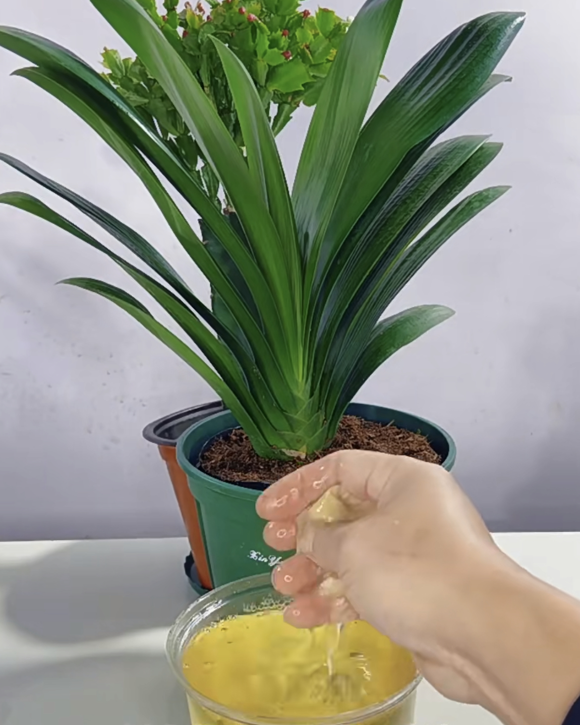 3种花耐旱又耐晒,5种花叶子不能喷水一喷就全烂了