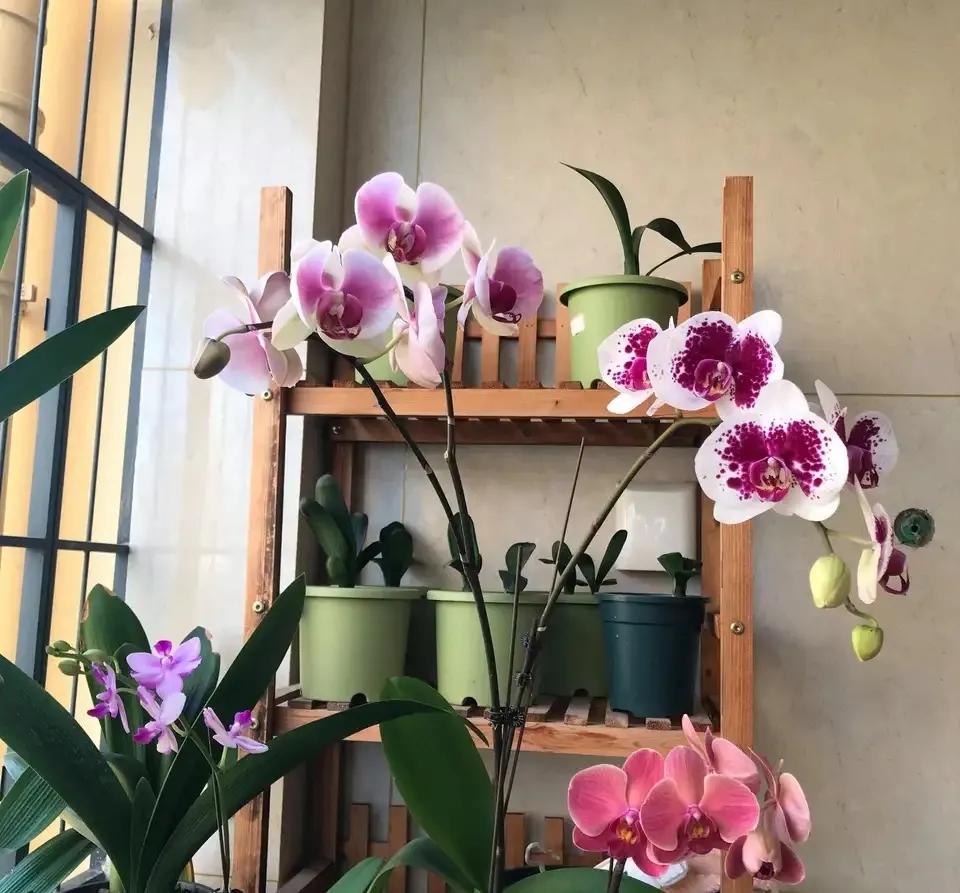 4种贵气花越养越旺家,家养3种富贵花福气好运挡不住