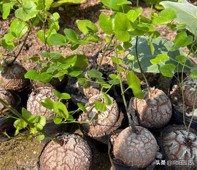 龟甲龙多长时间才能发根,南非龟甲龙先抽芽后发根吗