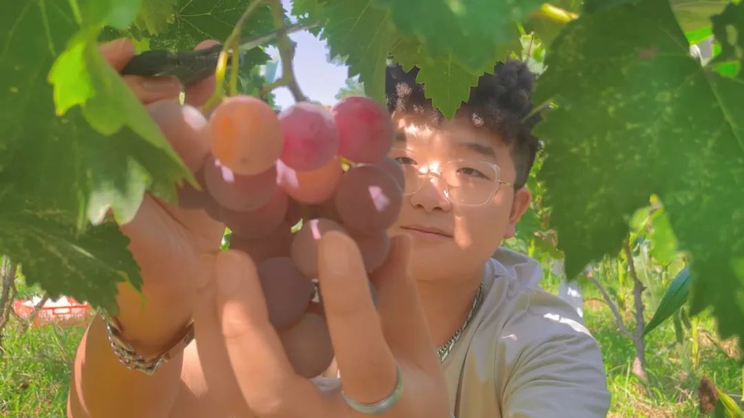 二十四节气今日处暑暑气散秋意浓,二十四节气处暑过了后是什么节气