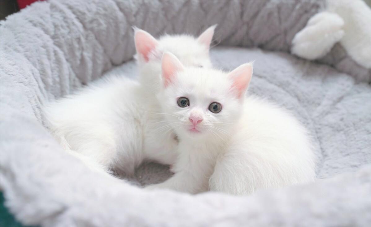 猫咪正常体重对照年龄阶段,猫咪年龄怎么看图解