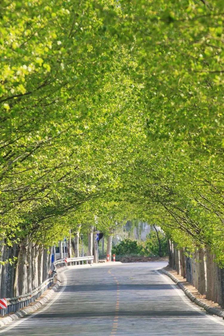 莱芜樱桃文化节,莱芜樱桃文化旅行节