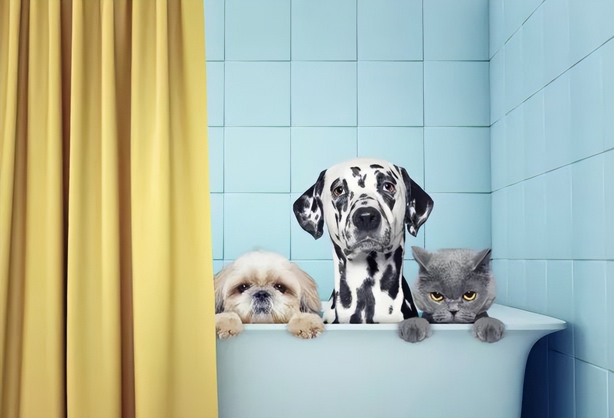 养猫新手注意事项,猫怎么养新手养猫需注意4大问题