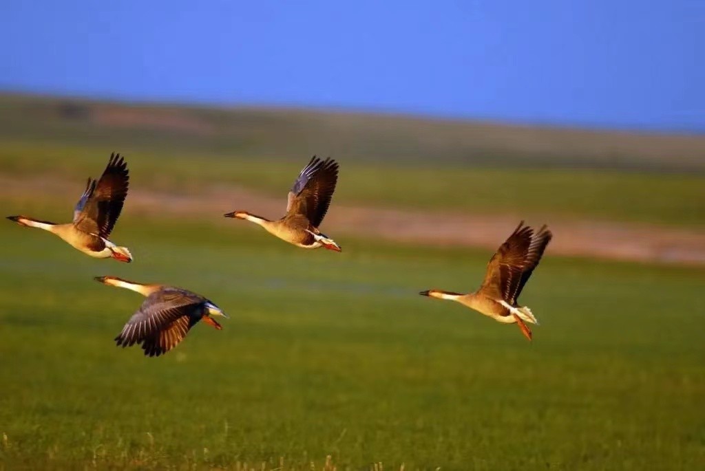 鸿雁歌词背后的真实故事,歌曲鸿雁背后的感人故事