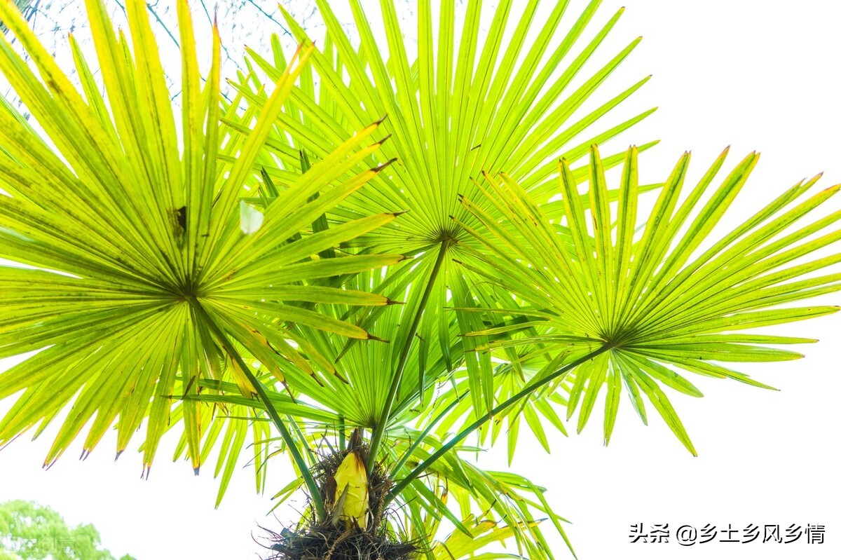 农村小院子种什么树最合适,农村庭院种树怎么好看