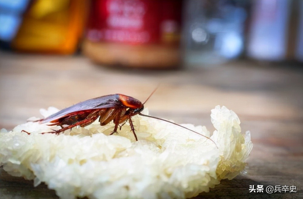 养蟑螂年入百亿,养8亿蟑螂年入百亿