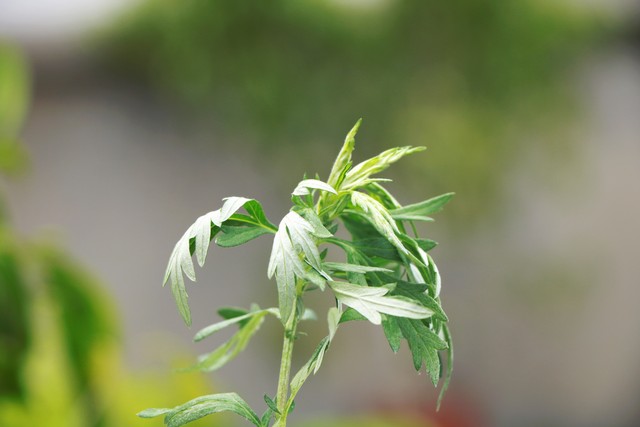 农历五月的习俗是什么,农历五月民间禁忌