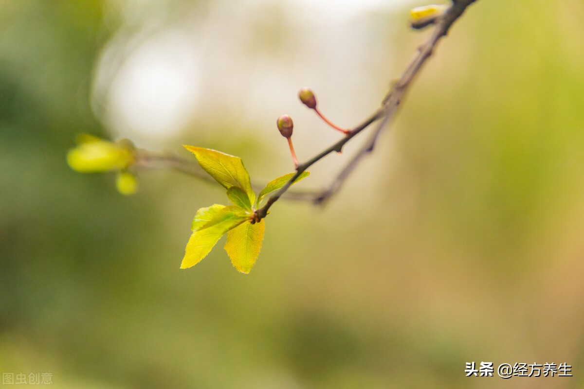 中医养生亚健康防治心得,中医调理身体亲身经历