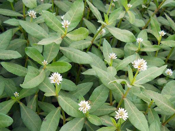 清明期间开的野花有哪些,清明节野花