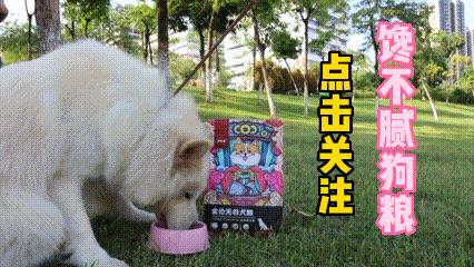 狗狗有泪痕应该怎么去除,狗狗有泪痕应该怎么处理