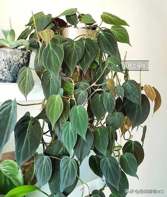 十大室内爬藤绿植,长得快的爬藤垂吊植物