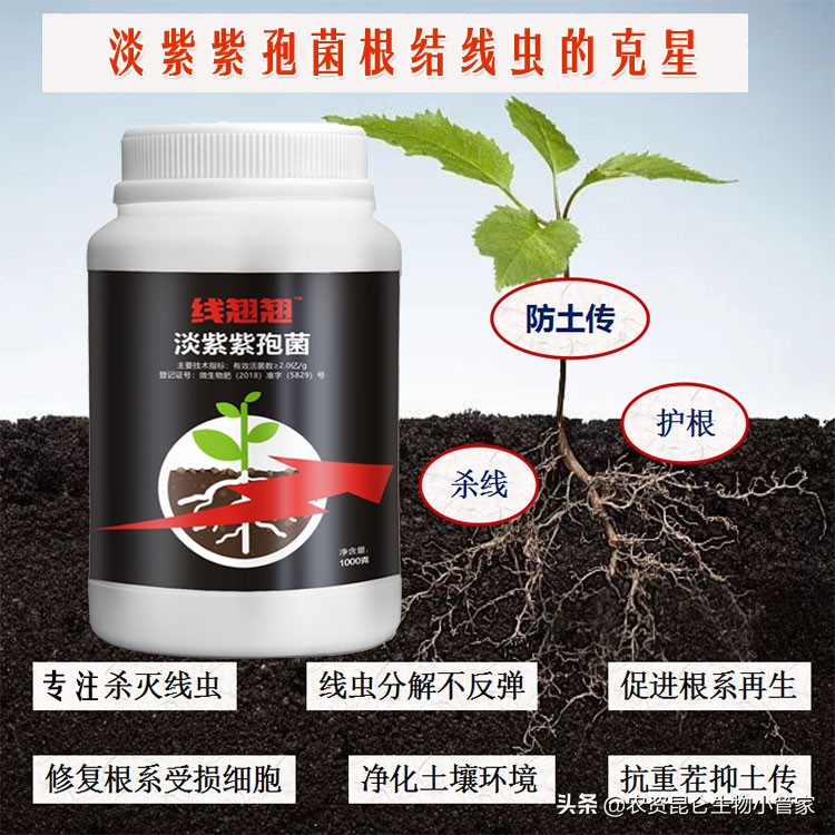 辛硫磷防治根结线虫,辛硫磷防治线虫吗