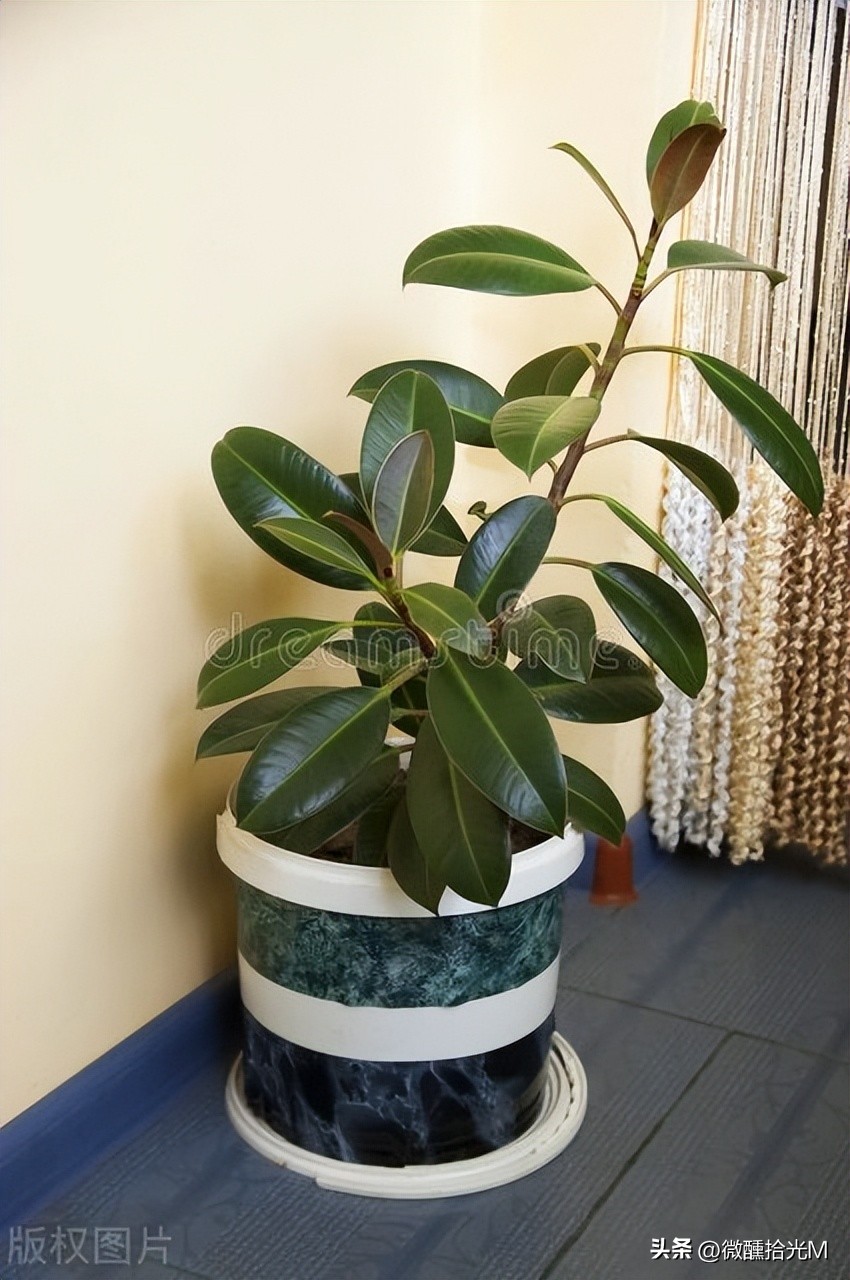 这几种植物千万别在家里养,这几种绿植不要在室内养