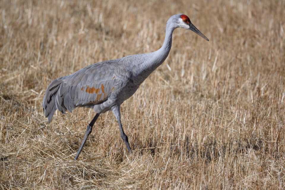 尼康Z800mmf/6.3VRS镜头深度评测