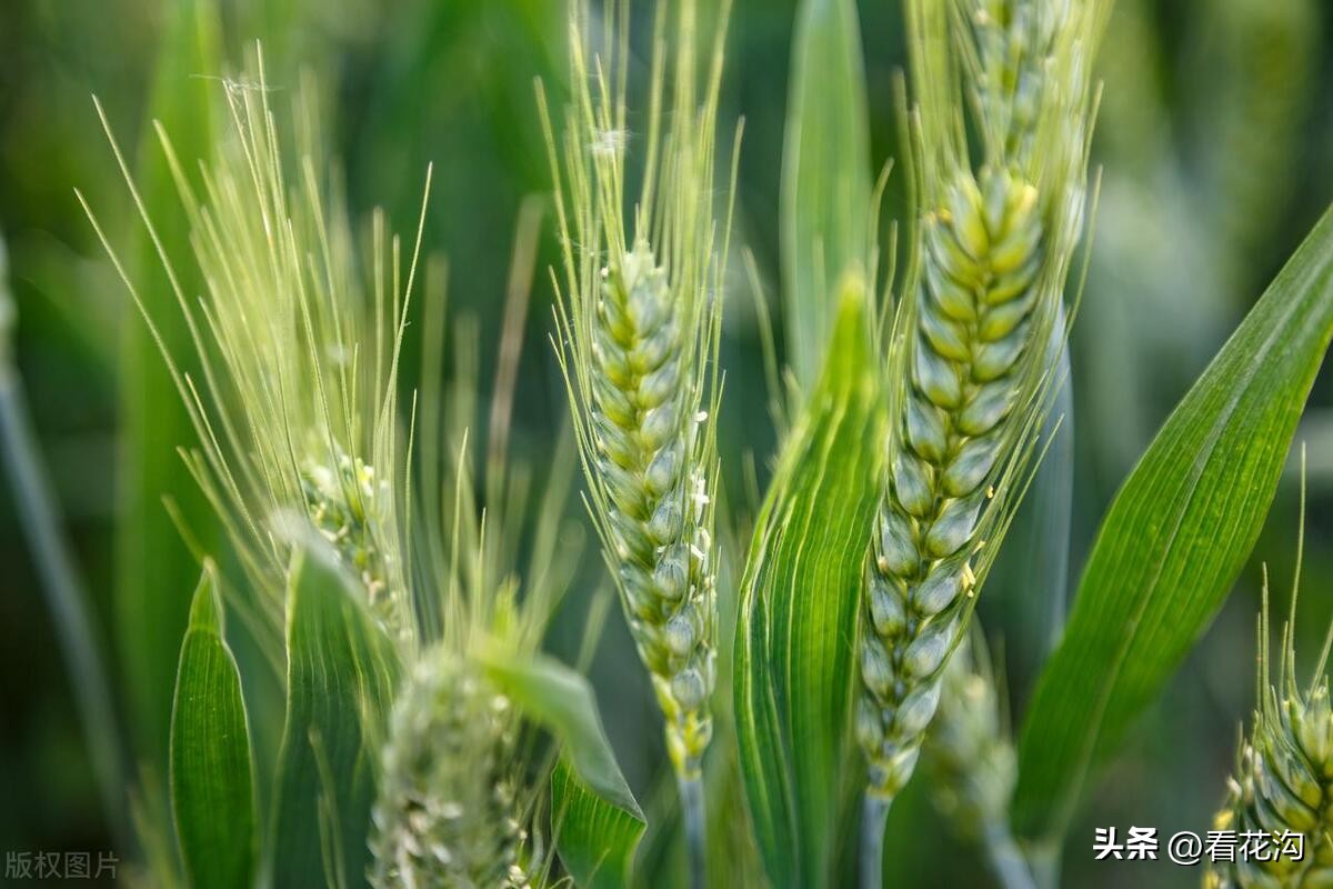 西平县107现在建的啥,1986河南驻马店西平