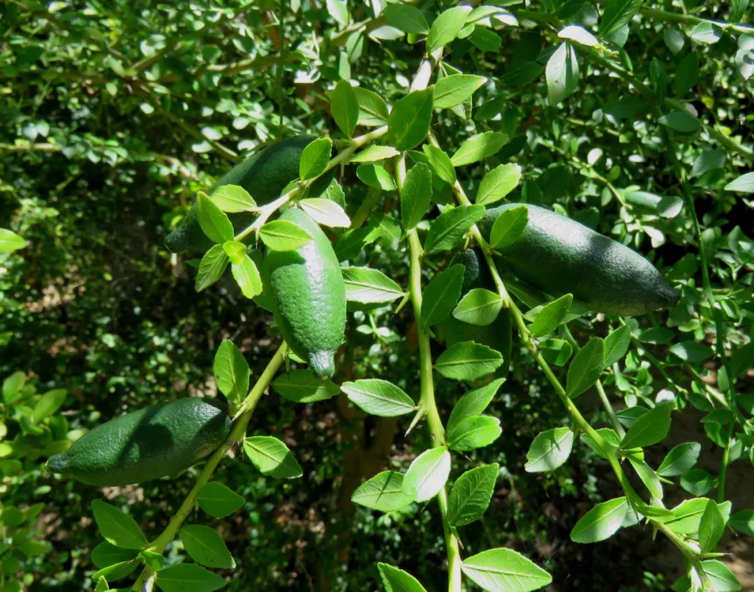 盆栽柠檬春季养殖方法,手指柠檬盆栽种植方法