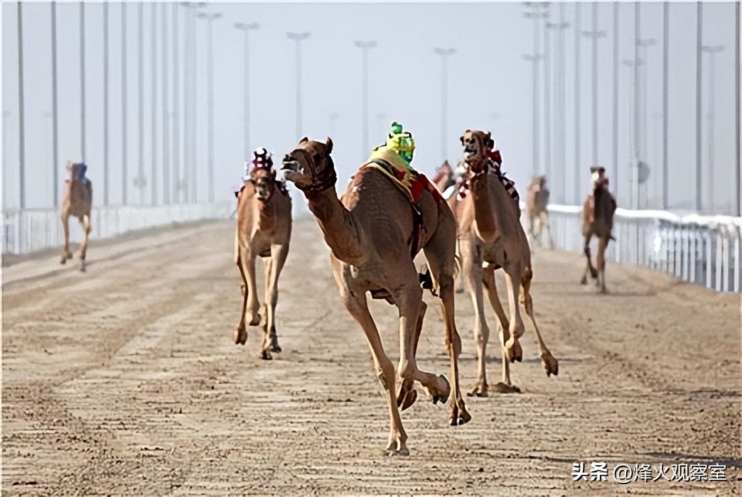 带你走进真实的卡塔尔：你应该知道的15个关于卡塔尔的冷知识
