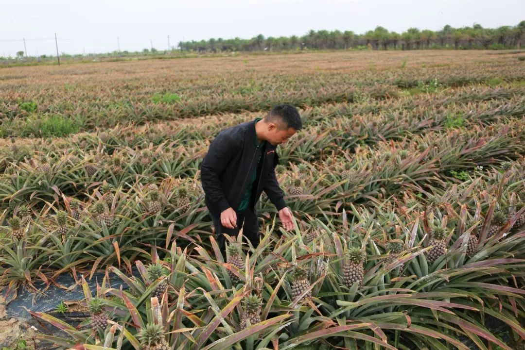 出台政策最高可达100万元专项补贴,官方下达125亿保费补贴