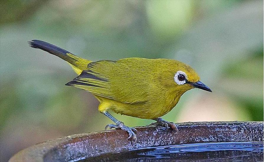 鸟儿大全高清图,高清珍稀鸟动态图片大全