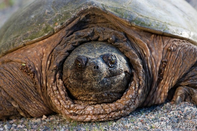 190岁乌龟过生日，活到今天熬过39届美国总统，还跟拿破仑有关系