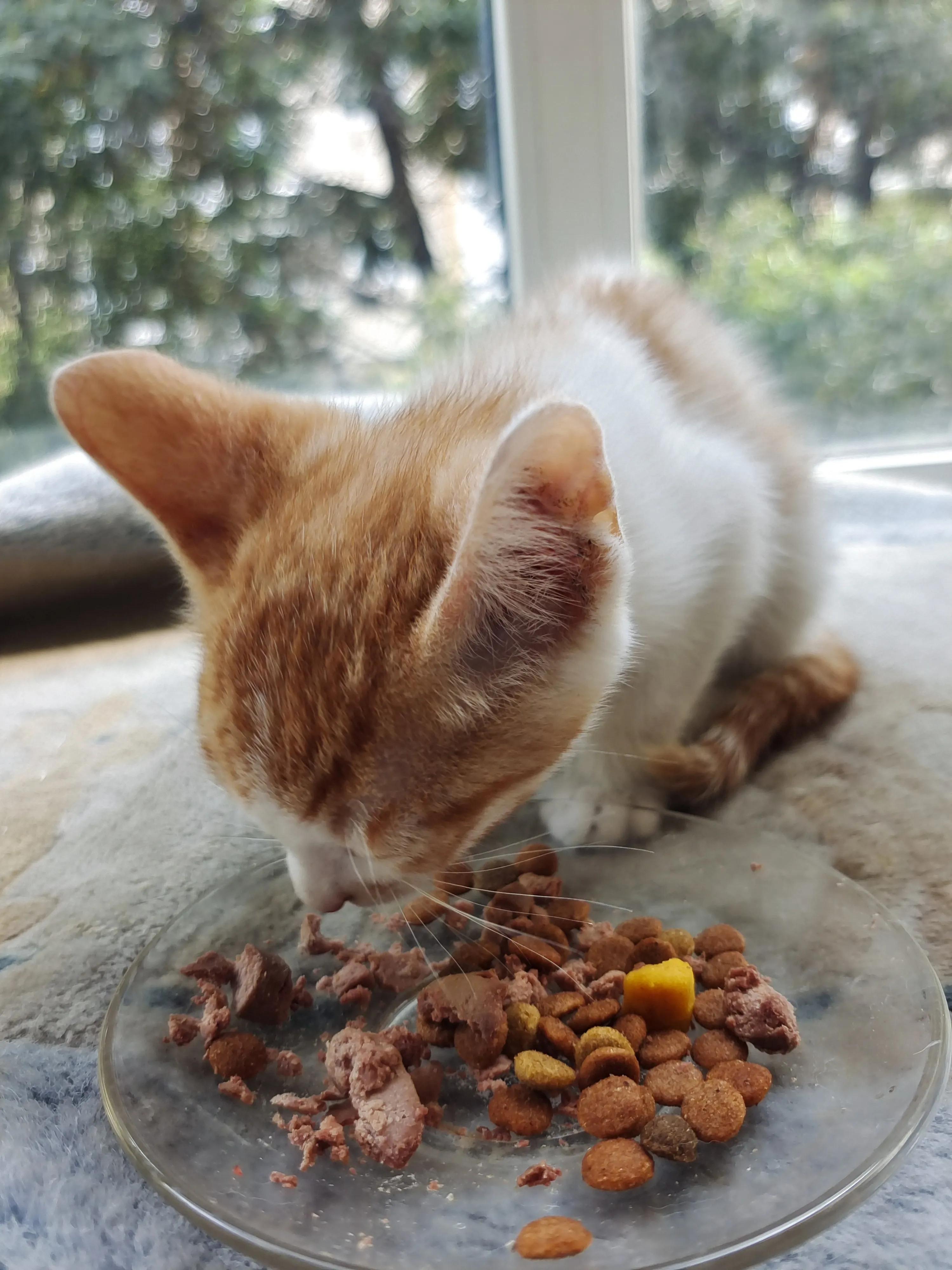 捡了一只小猫怎么养,又捡了一只小野猫怎么办