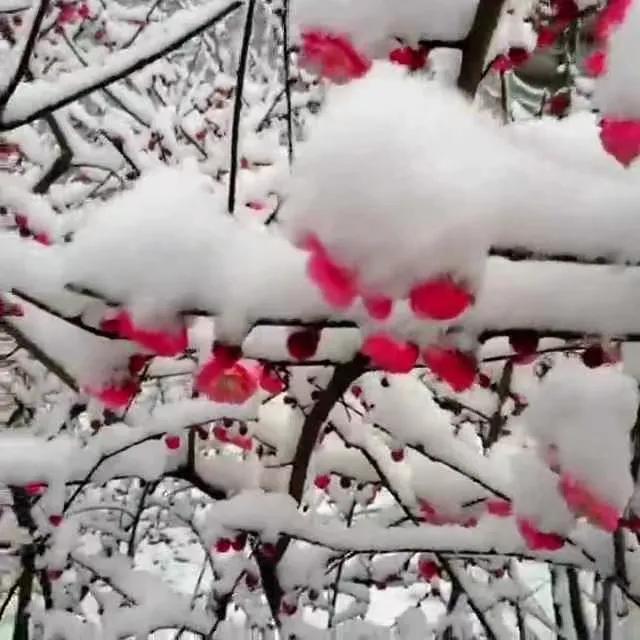 西子畔诗文社0277期，墨笔丹青遗世界，千秋遥敬殿卿神