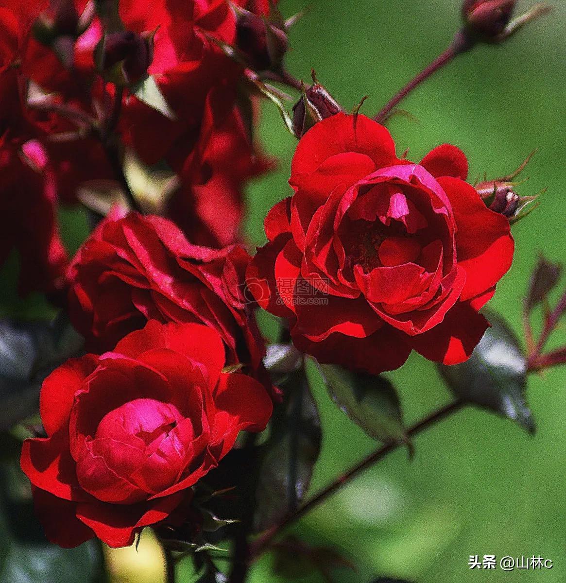 鲜花五彩缤纷争奇斗艳,最美鲜花一年四季都在争艳怒放