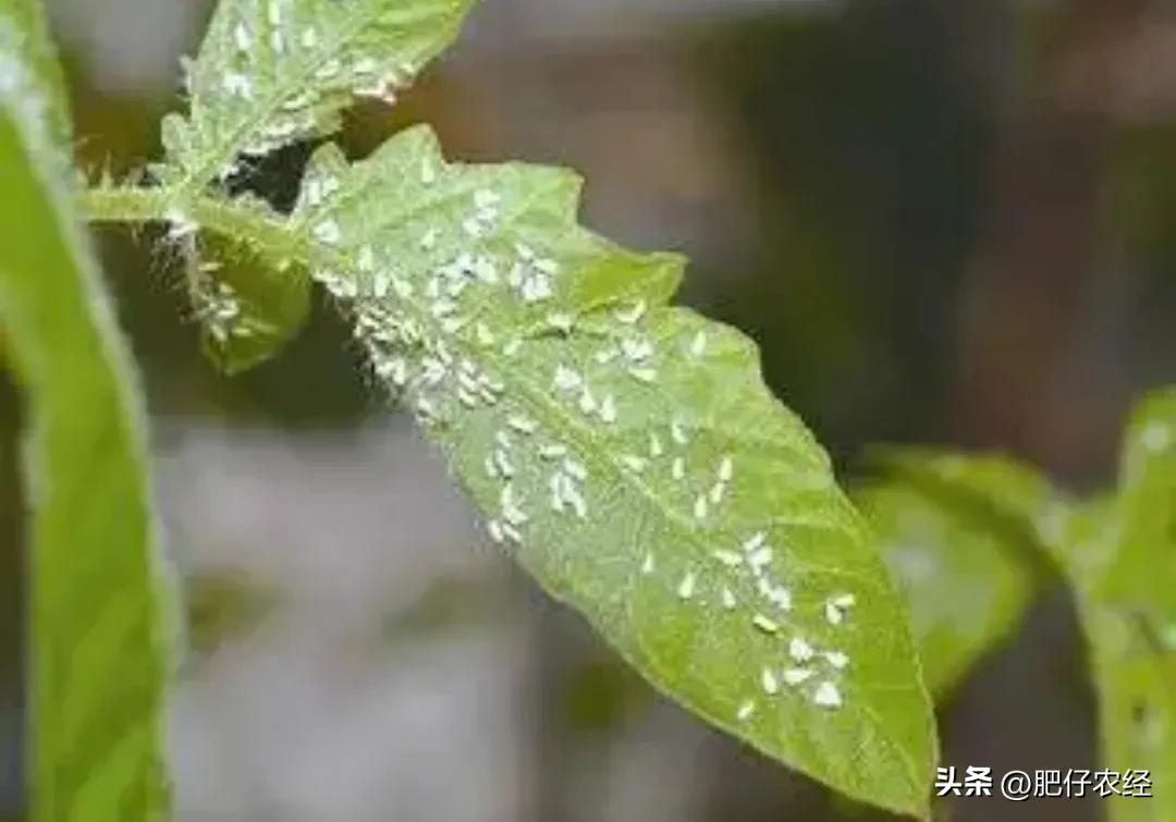白飞虱怎么治才能除根,茄子上面的白飞虱用什么药