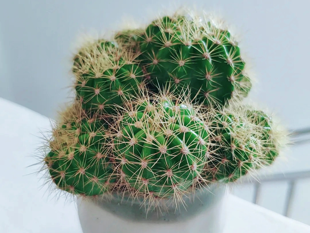 仙人球的养殖方法和注意事项大全,仙人球砍头后创面发黄是怎么回事