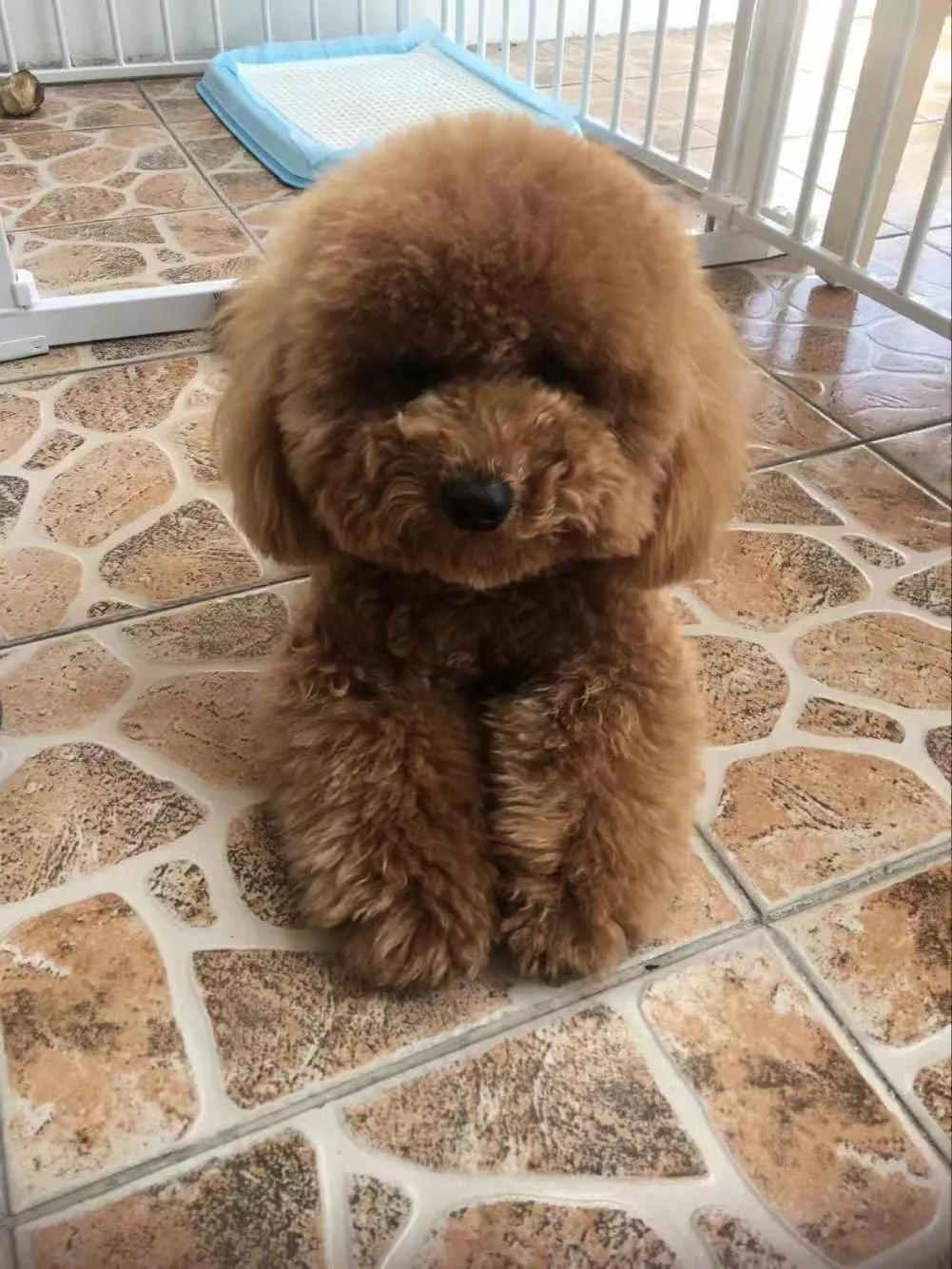 穷养富养首先有教养,泰迪粘人和二哈粘人的区别