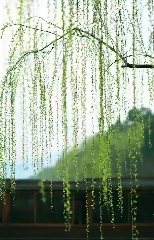 陈风月诗经原文,诗经陈风月出全文注音