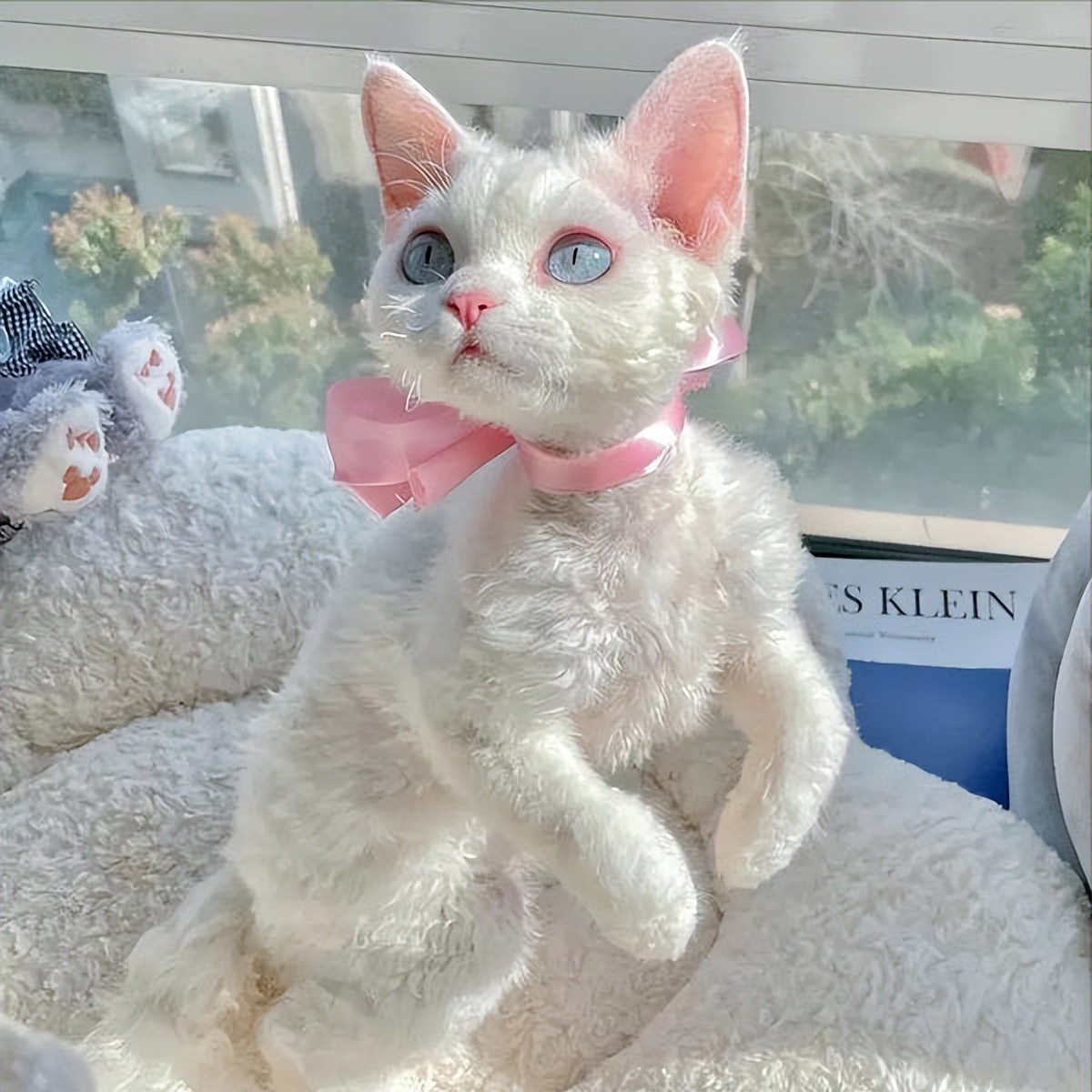 十大热门猫,2023年最热门猫咪排行榜