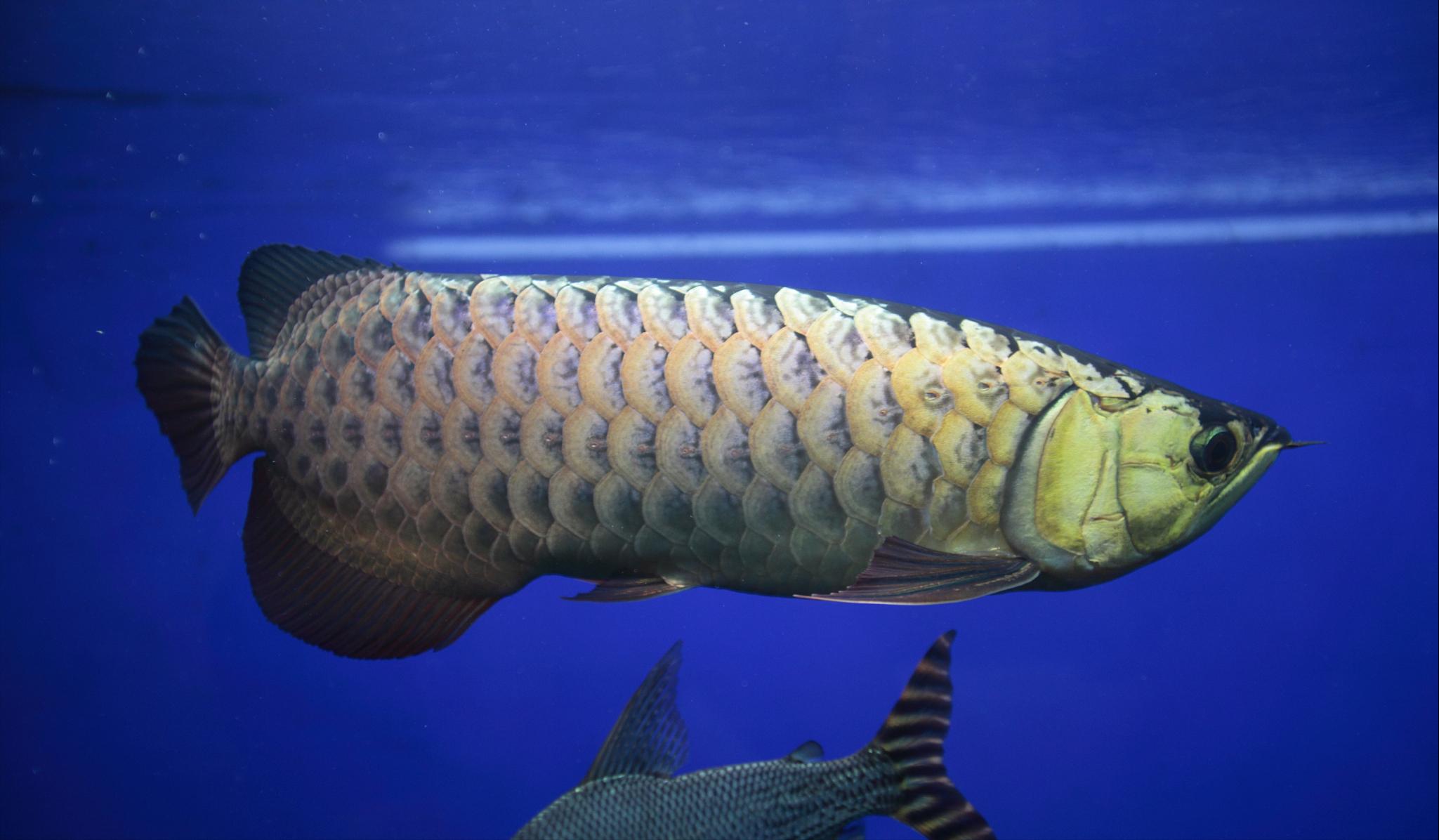 龙鱼箭虫感染不再是问题：实用技巧让你的鱼缸清洁又安全！