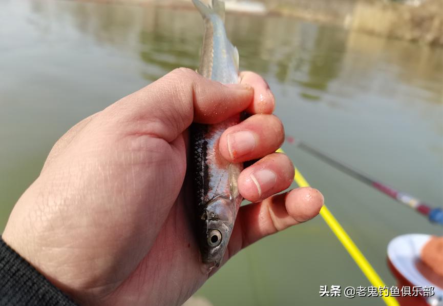 浅水湾寻鲫,*战野**之王·腥香立大功