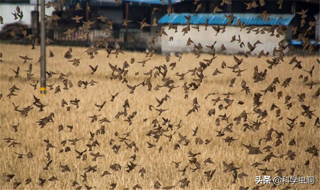 中国本土麻雀是啥样的,外国麻雀来源于哪