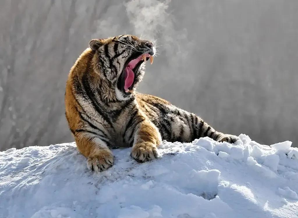 猛虎潜深山长啸自成风出自哪里,猛虎潜深山长啸自生风打一生肖