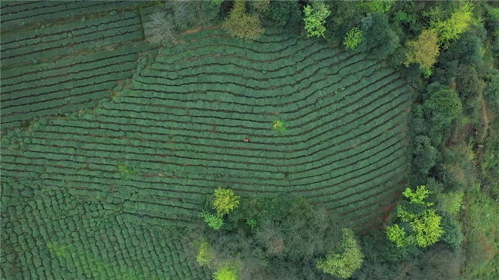 雅安暑假游攻略最佳线路,雅安必玩