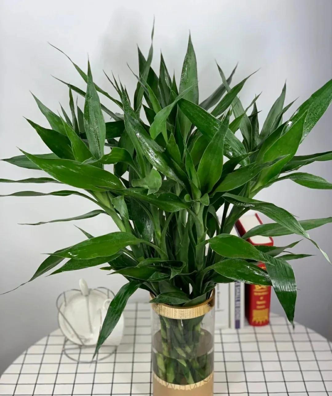 客厅养什么花最好看耐养,家庭适合养的招财旺宅的花